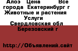 Алоэ › Цена ­ 150 - Все города, Екатеринбург г. Животные и растения » Услуги   . Свердловская обл.,Березовский г.